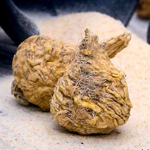 Maca Root